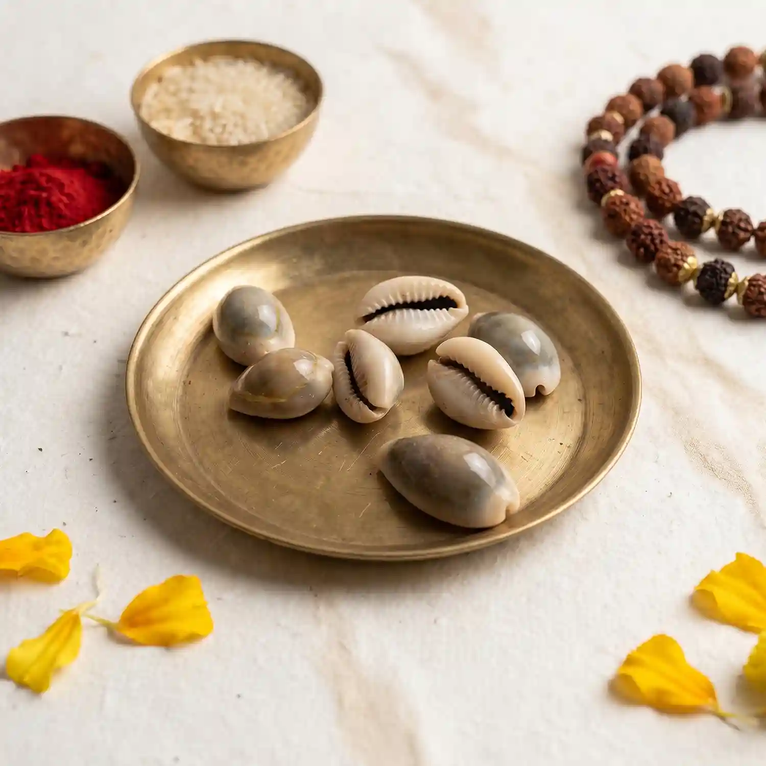 Natural Cowrie Shells